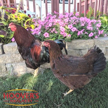 Chicken Dual Purpose, Chantecler Partridge (min order 15)