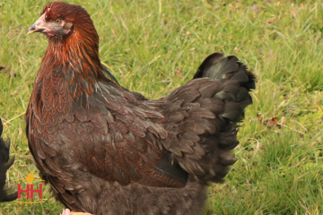 Chicken, Cochin, Partridge (Min. Order QTY: 15)