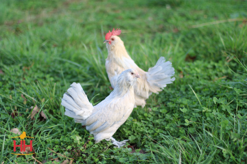 Bantam, d'Uccle, Porcelain (min order 20)