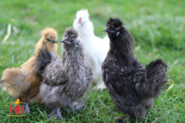 Bantam, Silkie Assorted (min order 20)