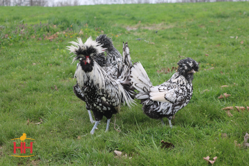 Chicken Ornamental, Polish Silver Laced (min order 15)