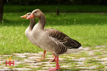 Goose Meat Bird, Toulouse Geese (min order 8)