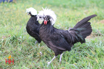 Chicken Ornamental, Polish White Crested Black (min order 15)