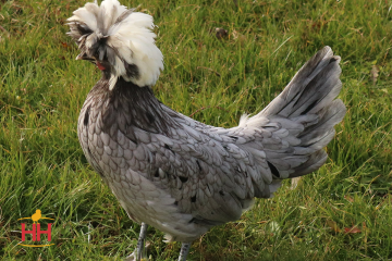 Chicken Ornamental, Polish White Crested Blue (min order 15)