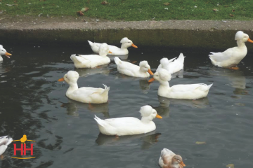 Duck Dual Purpose, Crested Duck White (min order 15)