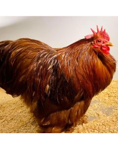 Bantam, Cochin 'Red'