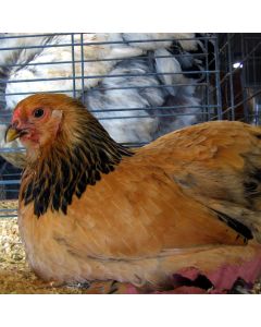 Bantam, Brahma 'Buff'