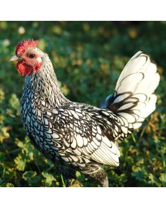 Bantam, Sebright 'Silver'