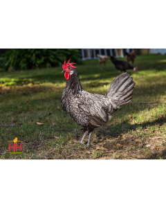 Chicken, Andalusian 'Blue'