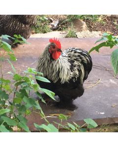 Bantam, Cochin 'Birchen'