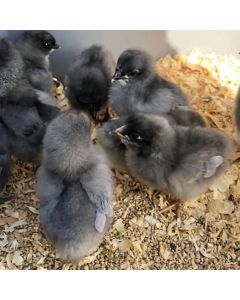 Chicken, Plymouth Rock 'Blue'