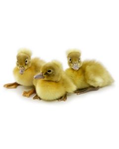 Duck Assorted Crested Ducklings (min order 15)