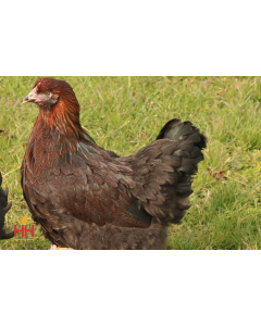 Chicken, Cochin 'Partridge'