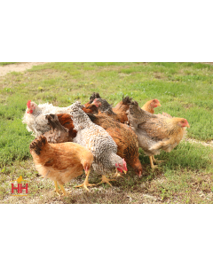 Chicken, Rainbow